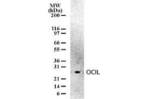 Image no. 1 for anti-C-Type Lectin Domain Family 2, Member D (CLEC2D) (AA 2-18) antibody (ABIN208135)