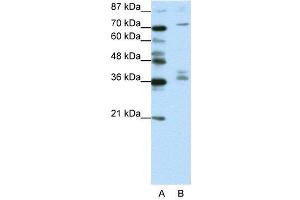 Image no. 2 for anti-A Kinase (PRKA) Anchor Protein (Yotiao) 9 (AKAP9) (N-Term) antibody (ABIN2780712)