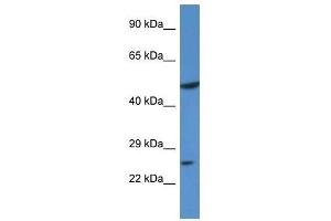 Image no. 1 for anti-Kruppel-Like Factor 17 (KLF17) (N-Term) antibody (ABIN927904)