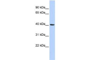 Image no. 1 for anti-Insulin Induced Gene 1 (INSIG1) (Middle Region) antibody (ABIN2778636)