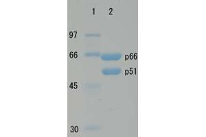 SDS-PAGE (SDS) image for HIV-1 Reverse Transcriptase (HIV1RT) (Active) protein (ABIN7233213)