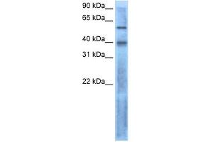 Image no. 1 for anti-Left-Right Determination Factor 2 (LEFTY2) (N-Term) antibody (ABIN634801)