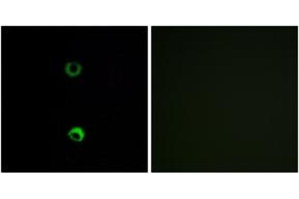OR3A2 antibody  (AA 241-290)