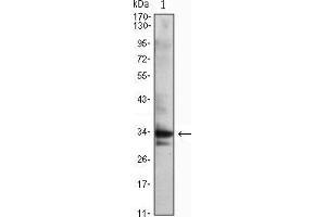 Image no. 2 for anti-Cyclin-Dependent Kinase 1 (CDK1) antibody (ABIN969034)