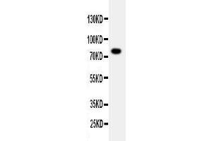 Image no. 1 for anti-Protein Phosphatase 1, Regulatory Subunit 15B (PPP1R15B) (AA 15-31), (N-Term) antibody (ABIN3043077)