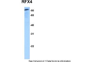 Image no. 1 for anti-Regulatory Factor X 4 (RFX4) (N-Term) antibody (ABIN2778605)