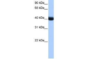 Image no. 1 for anti-Casein Kinase 1, gamma 3 (CSNK1G3) (Middle Region) antibody (ABIN632247)