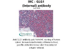 GLG1 anticorps  (Internal Region)