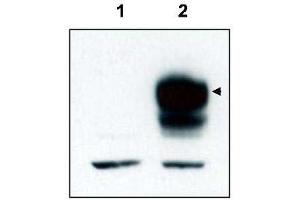 Image no. 3 for anti-Neurotrophic tyrosine Kinase, Receptor, Type 3 (NTRK3) (C-Term) antibody (ABIN290911)