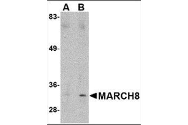 MARCH8 antibody  (C-Term)