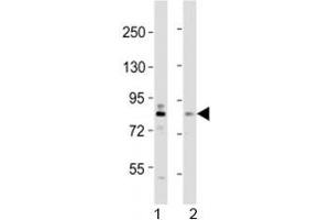 Image no. 2 for anti-Dual-Specificity tyrosine-(Y)-phosphorylation Regulated Kinase 1A (DYRK1A) (AA 107-136) antibody (ABIN3030777)