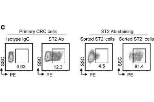 Image no. 3 for anti-Interleukin 1 Receptor-Like 1 (IL1RL1) antibody (ABIN680243)