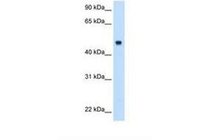 Image no. 2 for anti-Complement Component 8, beta Polypeptide (C8B) (AA 321-370) antibody (ABIN6738114)