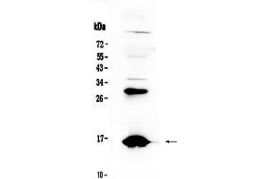 Image no. 4 for anti-Hemoglobin, delta (HBd) (AA 2-147) antibody (ABIN5518999)