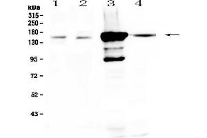 Image no. 1 for anti-Periaxin (PRX) (AA 1-91) antibody (ABIN5693300)