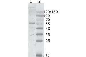 Image no. 1 for anti-Human Immunodeficiency Virus 1 Capsid (HIV-1 p24) (AA 74-84) antibody (ABIN400482)