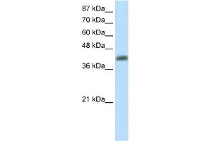 anti-Aprataxin (APTX) (C-Term) antibody