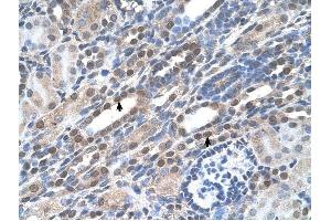 Image no. 2 for anti-Nucleolar and Coiled-Body Phosphoprotein 1 (NOLC1) (C-Term) antibody (ABIN630195)