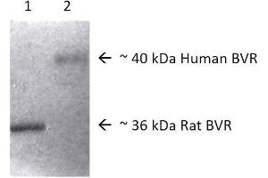 Image no. 2 for anti-Biliverdin Reductase A (BLVRA) antibody (HRP) (ABIN2482110)