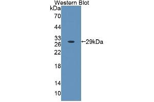 Image no. 1 for anti-Host Cell Factor C1 (VP16-Accessory Protein) (HCFC1) (AA 107-332) antibody (ABIN5013711)