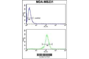 Image no. 2 for anti-Retinoblastoma Binding Protein 7 (RBBP7) (N-Term) antibody (ABIN2496459)