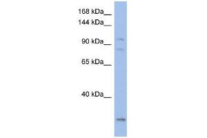 Image no. 1 for anti-Potassium Voltage-Gated Channel, KQT-Like Subfamily, Member 5 (KCNQ5) (Middle Region) antibody (ABIN633753)