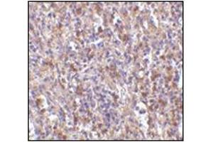 Image no. 1 for anti-ORAI Calcium Release-Activated Calcium Modulator 1 (ORAI1) (N-Term) antibody (ABIN500419)