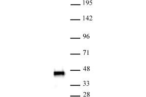 Image no. 1 for anti-SWI/SNF Related, Matrix Associated, Actin Dependent Regulator of Chromatin, Subfamily B, Member 1 (SMARCB1) antibody (ABIN6972743)