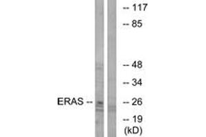 Image no. 1 for anti-ES cell expressed Ras (ERAS) (AA 184-233) antibody (ABIN1534957)