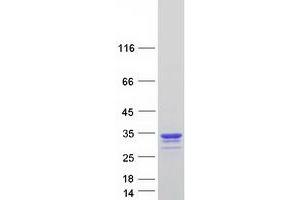 Image no. 1 for Cellular Repressor of E1A-Stimulated Genes 1 (CREG1) protein (Myc-DYKDDDDK Tag) (ABIN2712552)