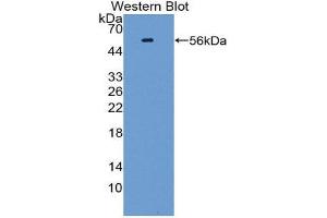Image no. 1 for anti-Kruppel-Like Factor 10 (KLF10) (AA 1-210) antibody (ABIN1860753)