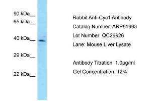 Image no. 1 for anti-Cytochrome C1 (CYC1) (C-Term) antibody (ABIN2784726)