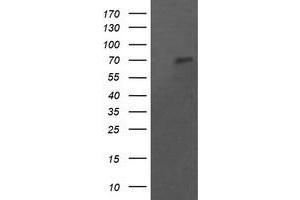 Image no. 8 for anti-Pogo Transposable Element with KRAB Domain (POGK) antibody (ABIN1500328)