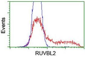 anti-RuvB-Like 2 (E. Coli) (RUVBL2) (AA 113-370) antibody