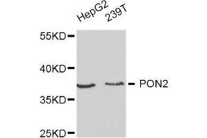 Image no. 1 for anti-Paraoxonase 2 (PON2) antibody (ABIN3022314)