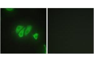 Image no. 2 for anti-PDZ Domain Containing 2 (PDZD2) (AA 51-100) antibody (ABIN1533493)