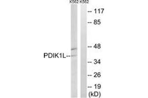 Image no. 1 for anti-PDLIM1 Interacting Kinase 1 Like (PDIK1L) (AA 101-150) antibody (ABIN1535336)