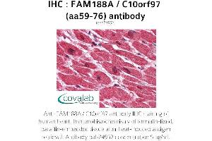 Image no. 1 for anti-Family with Sequence Similarity 188, Member A (FAM188A) (AA 59-76) antibody (ABIN1734247)