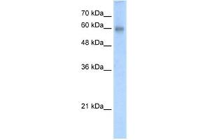 Image no. 1 for anti-REST Corepressor 2 (Rcor2) (N-Term) antibody (ABIN2775944)
