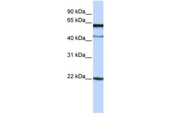 anti-Chromosome 6 Open Reading Frame 25 (C6orf25) (N-Term) antibody