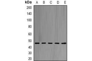Image no. 2 for anti-Eukaryotic Translation Initiation Factor 4A1 (EIF4A1) (full length) antibody (ABIN6005086)