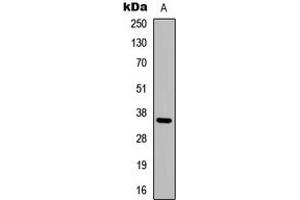 Image no. 1 for anti-Adenosine A3 Receptor (ADORA3) (C-Term) antibody (ABIN2704451)