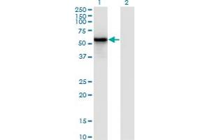Image no. 4 for anti-Interferon Regulatory Factor 3 (IRF3) (AA 1-452) antibody (ABIN517226)