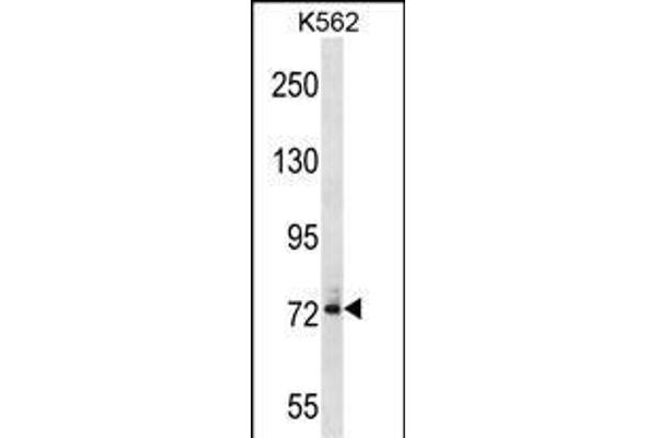 DNAI1 antibody  (N-Term)