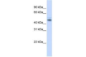 Image no. 1 for anti-RD RNA Binding Protein (RDBP) (N-Term) antibody (ABIN633256)