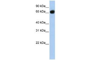 Image no. 1 for anti-Solute Carrier Family 37 Member 1 (SLC37A1) antibody (ABIN635725)