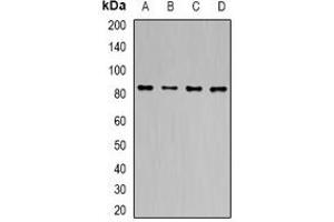 Image no. 3 for anti-Transducin-Like Enhancer of Split 1 (E(sp1) Homolog, Drosophila) (TLE1) antibody (ABIN2967096)
