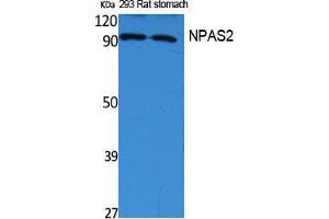 Image no. 1 for anti-Neuronal PAS Domain Protein 2 (NPAS2) (Internal Region) antibody (ABIN3187613)