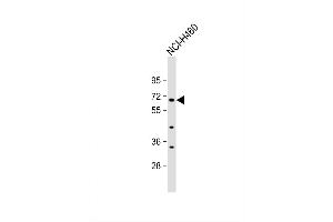 Image no. 2 for anti-Zinc Finger Protein 813 (ZNF813) (AA 68-96), (N-Term) antibody (ABIN655345)
