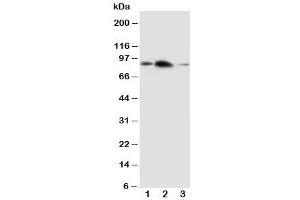 Image no. 2 for anti-Amyloid beta (A4) Precursor-Like Protein 2 (APLP2) (C-Term) antibody (ABIN3029933)